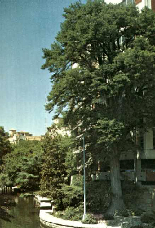 Ben Milam Cypress-1969